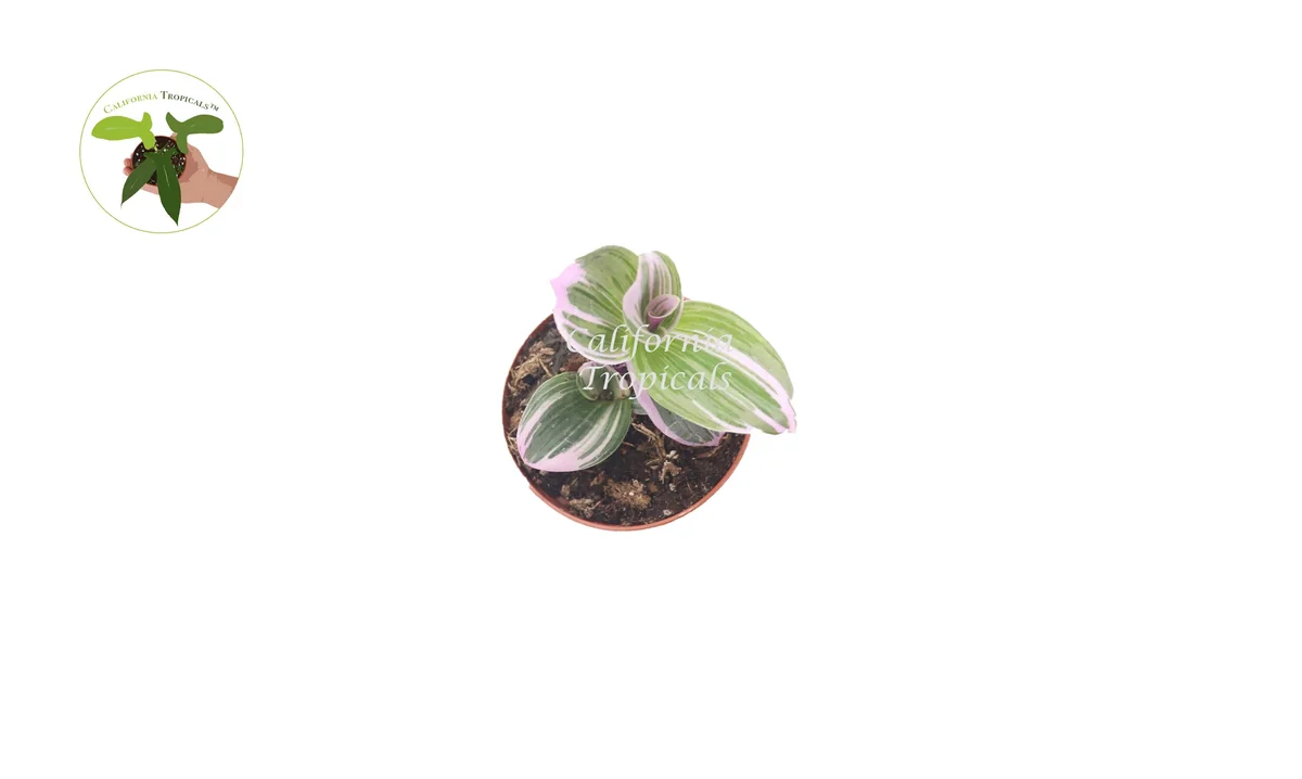 Pink Nanouk Wandering Jew Live Plant - 2 inch Pot - Indoor Houseplant - Image 2