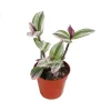 Pink Nanouk Wandering Jew Live Plant - Rare Tradescantia - 4 inch Pot - Indoor - Image 1