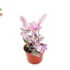 Pink Nanouk Wandering Jew Live Plant - Tradescantia Houseplant 6 inch Pot - Image 1