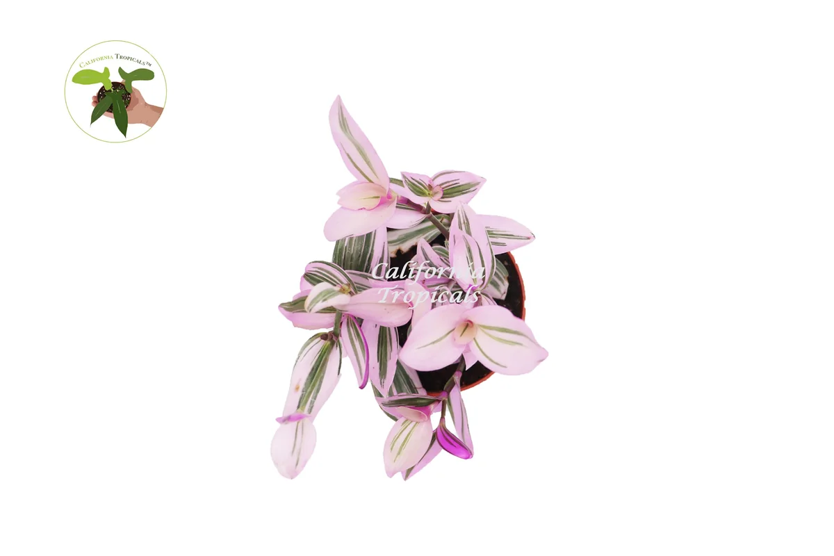 Pink Nanouk Wandering Jew Live Plant - Tradescantia Houseplant 6 inch Pot - Image 2