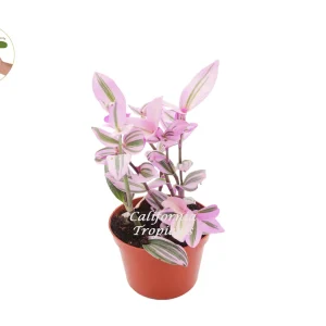 Pink Nanouk Wandering Jew Live Plant - Tradescantia Houseplant 6 inch Pot - Image 1