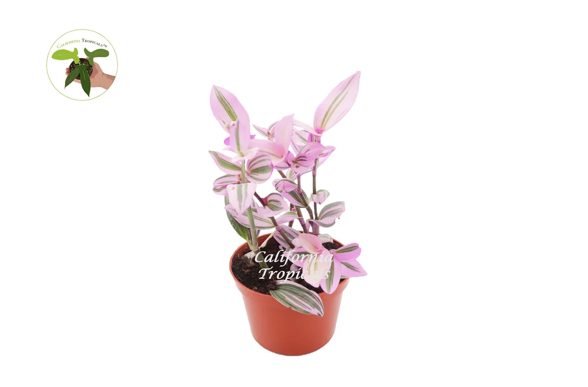 Pink Nanouk Wandering Jew Live Plant - Tradescantia Houseplant 6 inch Pot - Image 1