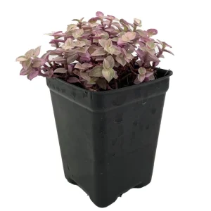 Pink Panther Callisia Repens Live Plant – 2.5 inch Pot – Indoor Trailing Houseplant - Image 2