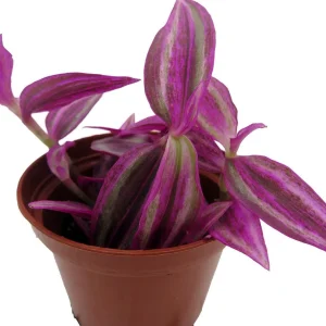 Pink Paradise Tradescantia Live Plant – 2.5 inch Pot – Indoor Houseplant - Image 3