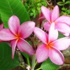 Pink Plumeria Live Plant – Fragrant Tropical Flower – Various Sizes - Image 1