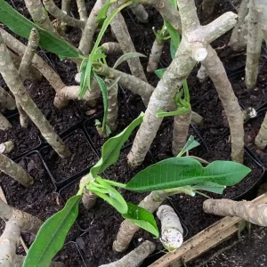 Pink Plumeria Live Plant – Fragrant Tropical Flower – Various Sizes - Image 2