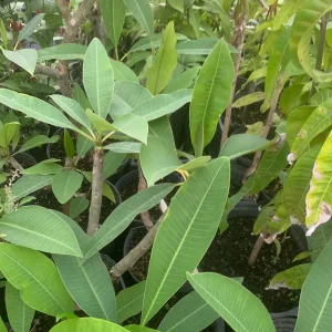 Pink Plumeria Live Plant – Fragrant Tropical Flower – Various Sizes - Image 5