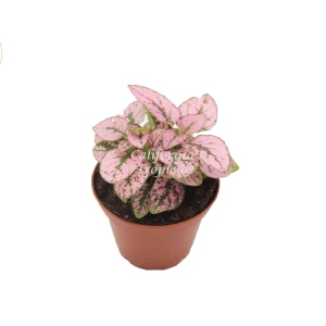Pink Polka Dot Live Plant - Hypoestes Phyllostachya - 2 inch Pot - Indoor - Image 1