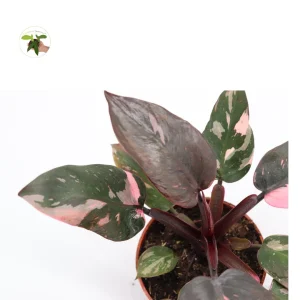 Pink Princess Philodendron Live Plant - High Variegation 4 inch Pot Indoor - Image 2