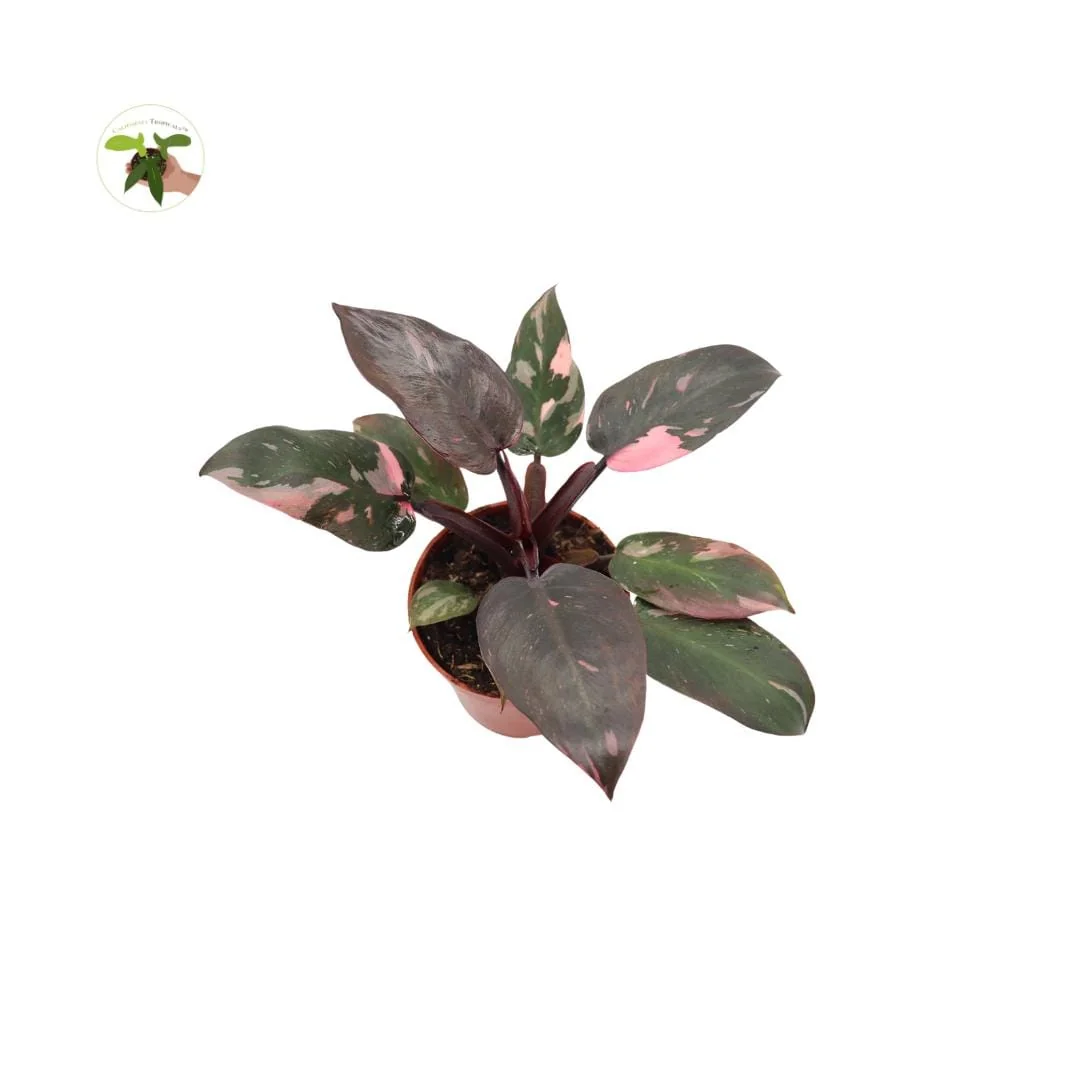 Pink Princess Philodendron Live Plant - High Variegation 4 inch Pot Indoor - Image 3