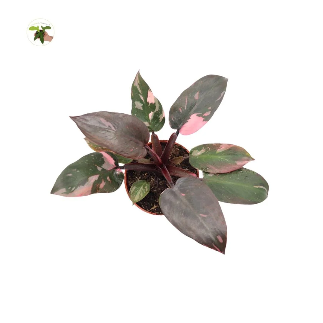 Pink Princess Philodendron Live Plant - High Variegation 4 inch Pot Indoor - Image 1