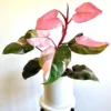 Pink Princess Philodendron Live Plant - TC Starter - Indoor Tropical Aroid - Image 1