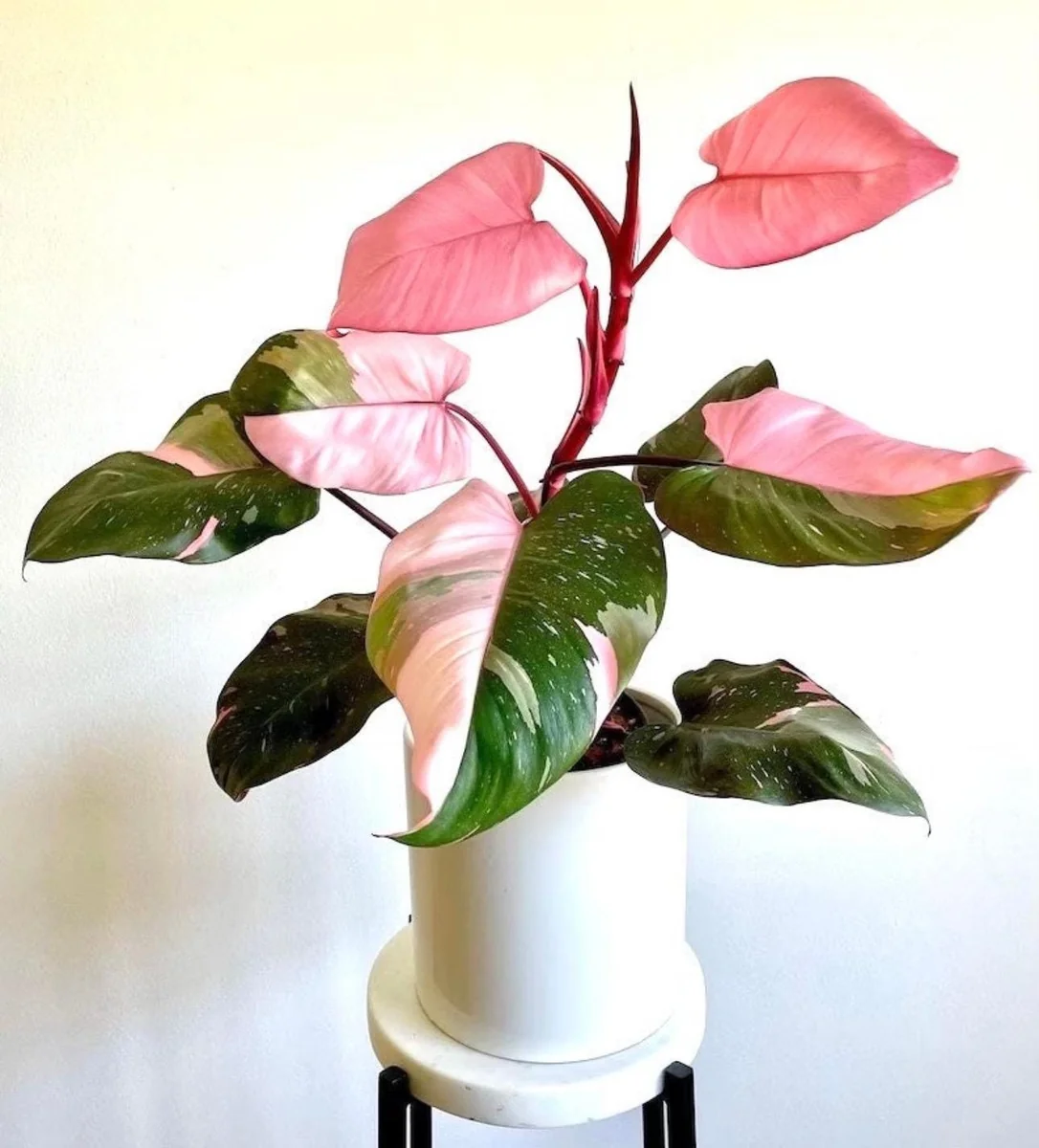 Pink Princess Philodendron Live Plant - TC Starter - Indoor Tropical Aroid - Image 1
