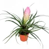Pink Quill Plant - Live Bromeliad, 4 inch Pot, Indoor Flowering Plant - Image 1