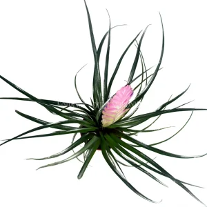 Pink Quill Plant - Live Bromeliad, 4 inch Pot, Indoor Flowering Plant - Image 2