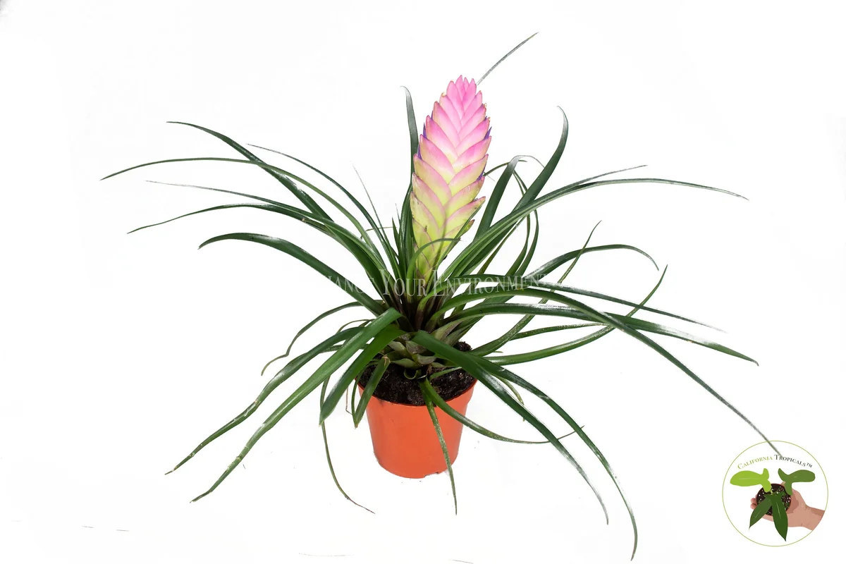 Pink Quill Plant - Live Bromeliad, 4 inch Pot, Indoor Flowering Plant - Image 1
