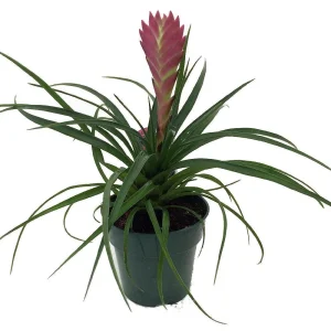 Pink Quill Plant - Tillandsia cyanea Live Plant - 4 inch Pot - Indoor - Image 1