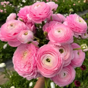 Pink Ranunculus Flower Bulbs - 15 Corms, Peony Rose Buttercup Type, Perennial - Image 1