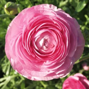 Pink Ranunculus Flower Bulbs - 15 Corms, Peony Rose Buttercup Type, Perennial - Image 7