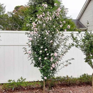 Pink Rose of Sharon Live Plant – Hardy Shrub, Quart Pot – Hibiscus syriacus - Image 6