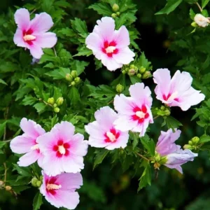 Pink Rose of Sharon Live Plant – Hardy Shrub, Quart Pot – Hibiscus syriacus - Image 8
