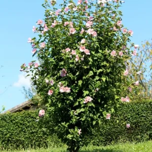 Pink Rose of Sharon Live Plant – Hardy Shrub, Quart Pot – Hibiscus syriacus - Image 1