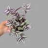 Pink Silver Wandering Jew Live Plant - 4 inch Nursery Pot - Easy Care Tradescantia - Image 1