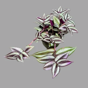 Pink Silver Wandering Jew Live Plant - 4 inch Nursery Pot - Easy Care Tradescantia - Image 3