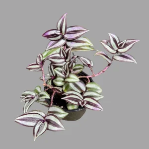 Pink Silver Wandering Jew Live Plant - 4 inch Nursery Pot - Easy Care Tradescantia - Image 4