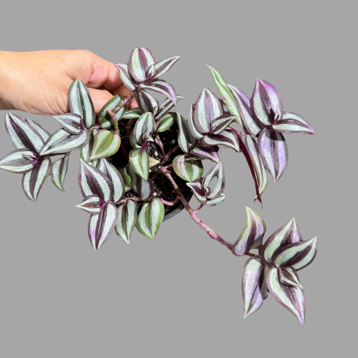 Pink Silver Wandering Jew Live Plant - Tradescantia in 3" Nursery Pot - Easy Care Indoor Houseplant - Image 2