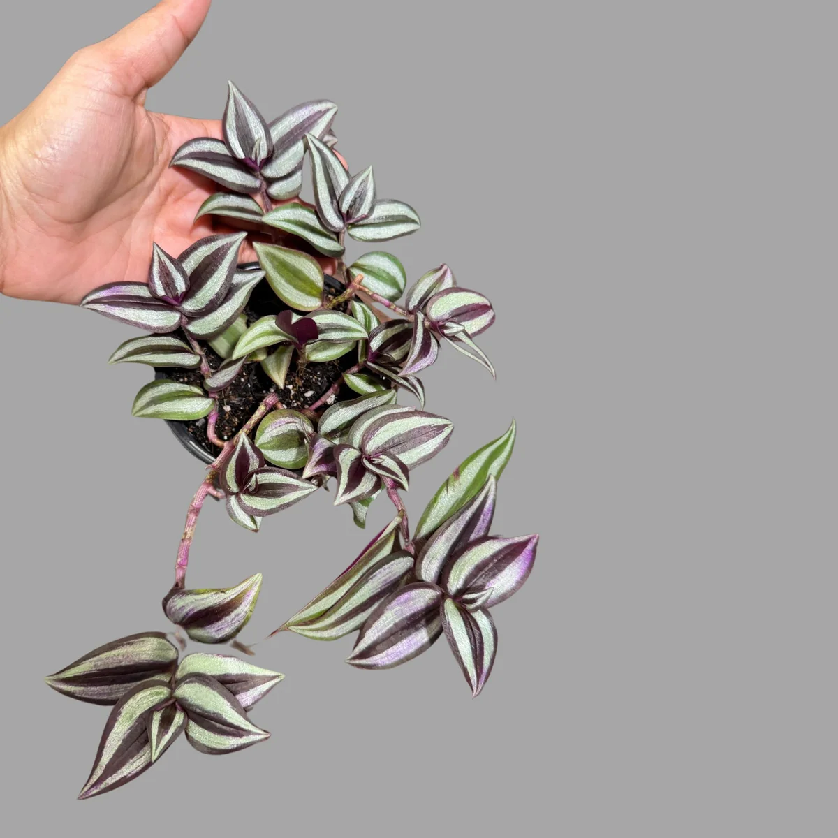 Pink Silver Wandering Jew Live Plant - Tradescantia in 3" Nursery Pot - Easy Care Indoor Houseplant - Image 4