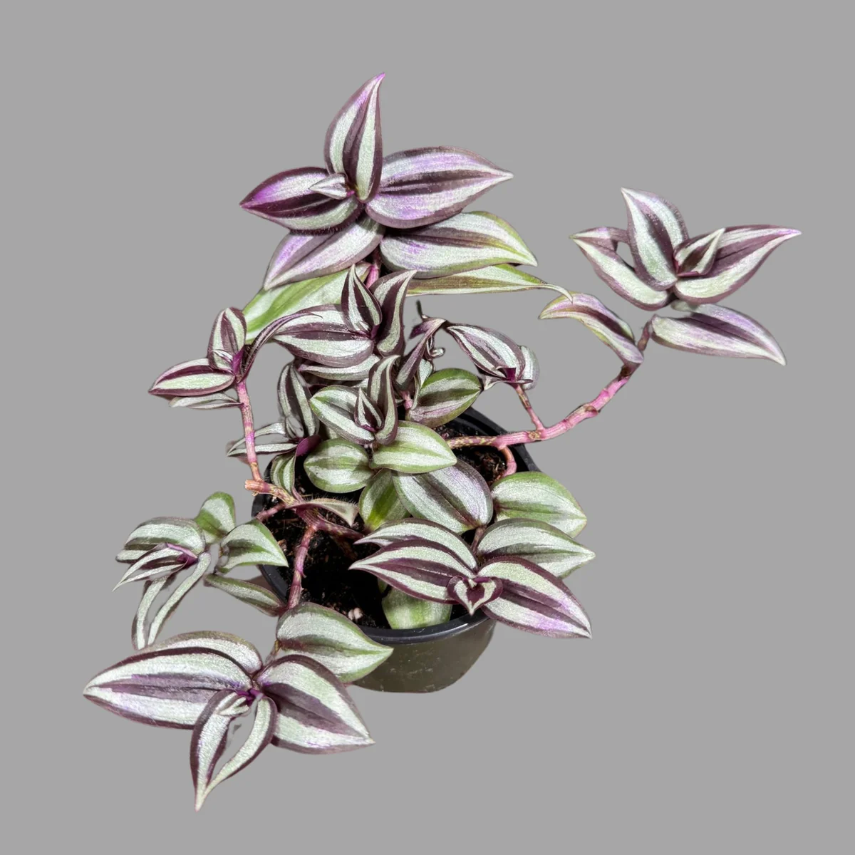 Pink Silver Wandering Jew Live Plant - Tradescantia in 3" Nursery Pot - Easy Care Indoor Houseplant - Image 5