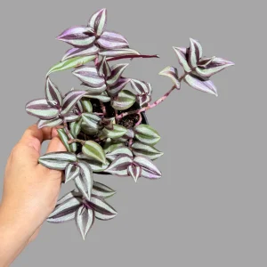 Pink Silver Wandering Jew Live Plant - Tradescantia in 3