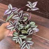 Pink Silver Wandering Jew Plant - 4" Nursery Pot - Rare Tradescantia Indoor Houseplant - Image 1