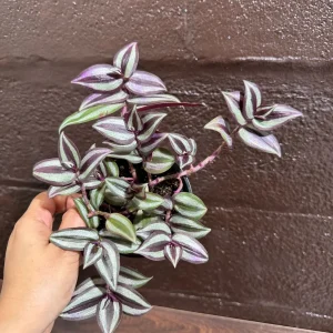 Pink Silver Wandering Jew Plant - 4
