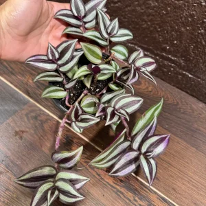 Pink Silver Wandering Jew Plant - 4
