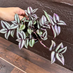 Pink Silver Wandering Jew Plant - 4