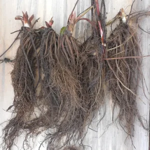 Pink Strawberry Plant - Aromatic & Sweet Berry, Bare Root, USDA Zones 5-9 - Image 2