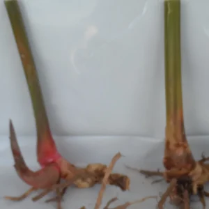Pink Torch Ginger Live Rhizome - Etlingera Elatior Tropical Flower 10 inch - Image 2