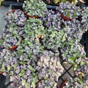 Pink Tradescantia Panther Live Plant – Callisia Repens – Creeping Inch Plant – 4in Pot - Image 2