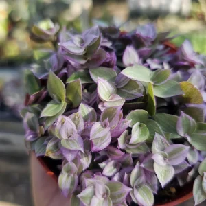 Pink Tradescantia Panther Live Plant – Callisia Repens – Creeping Inch Plant – 4in Pot - Image 3