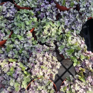 Pink Tradescantia Panther Live Plant – Callisia Repens – Creeping Inch Plant – 4in Pot - Image 4