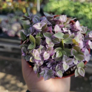 Pink Tradescantia Panther Live Plant – Callisia Repens – Creeping Inch Plant – 4in Pot - Image 5