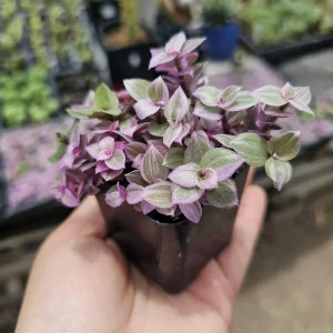 Pink Tradescantia Panther Live Plant – Callisia Repens – Creeping Inch Plant – 4in Pot - Image 7