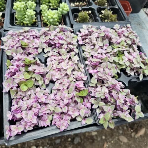 Pink Tradescantia Panther Live Plant – Callisia Repens – Creeping Inch Plant – 4in Pot - Image 8