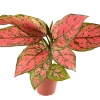 Pink Valentine Live Plant – 4 inch Potted Houseplant – Indoor Decor - Image 1