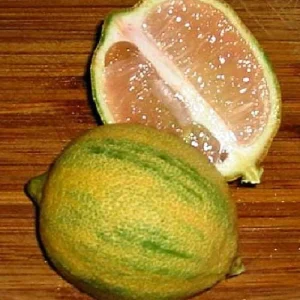 Pink Variegated Eureka Lemon Tree Live Plant – 5 inch Pot – Indoor/Outdoor - Image 2