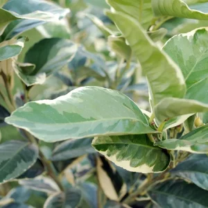 Pink Variegated Eureka Lemon Tree Live Plant – 5 inch Pot – Indoor/Outdoor - Image 6