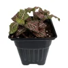 Pink Veined Nerve Plant Fittonia Live House Plant - 4 inch Pot - Indoor - Image 1