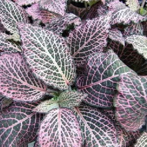 Pink Veined Nerve Plant Fittonia Live House Plant - 4 inch Pot - Indoor - Image 2